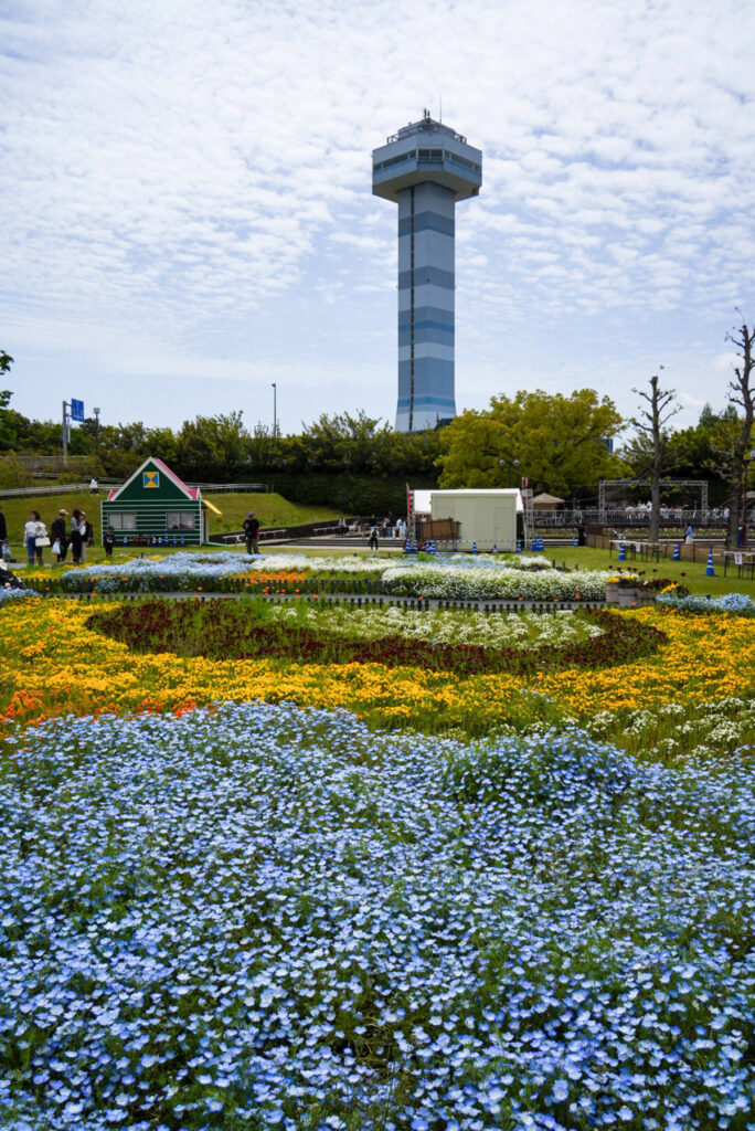 国営木曽三川公園 木曽三川公園センター ネモフィラ 岐阜県