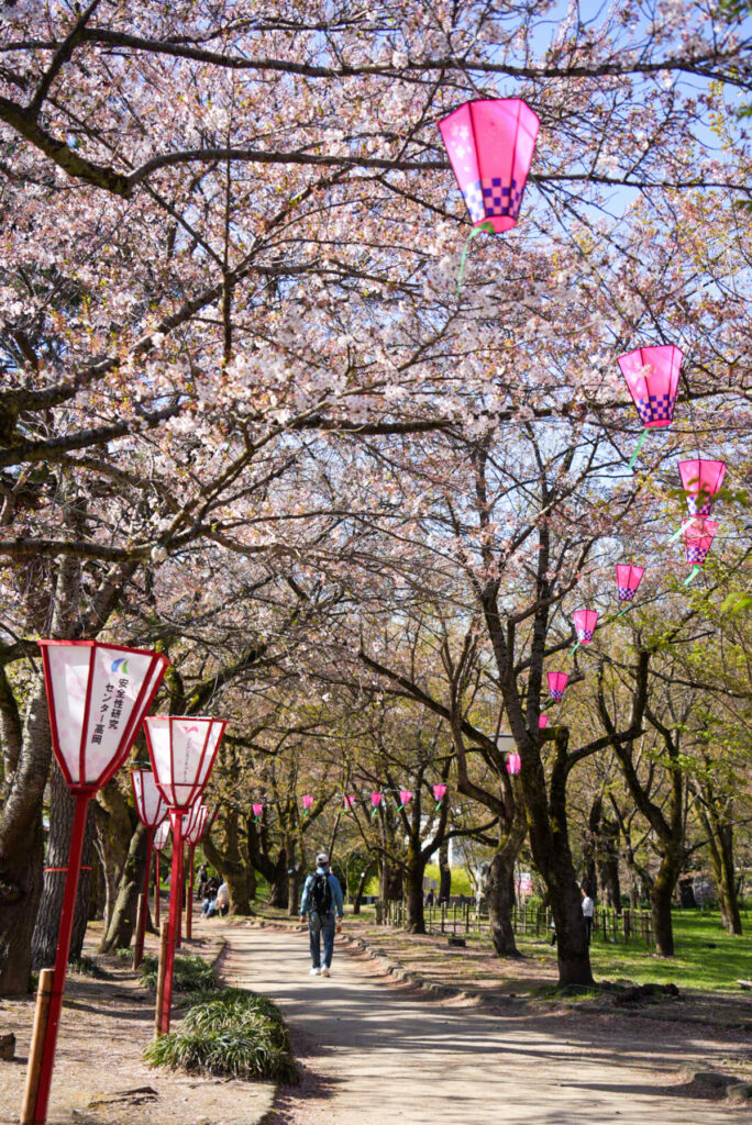 高岡古城公園 桜 富山県