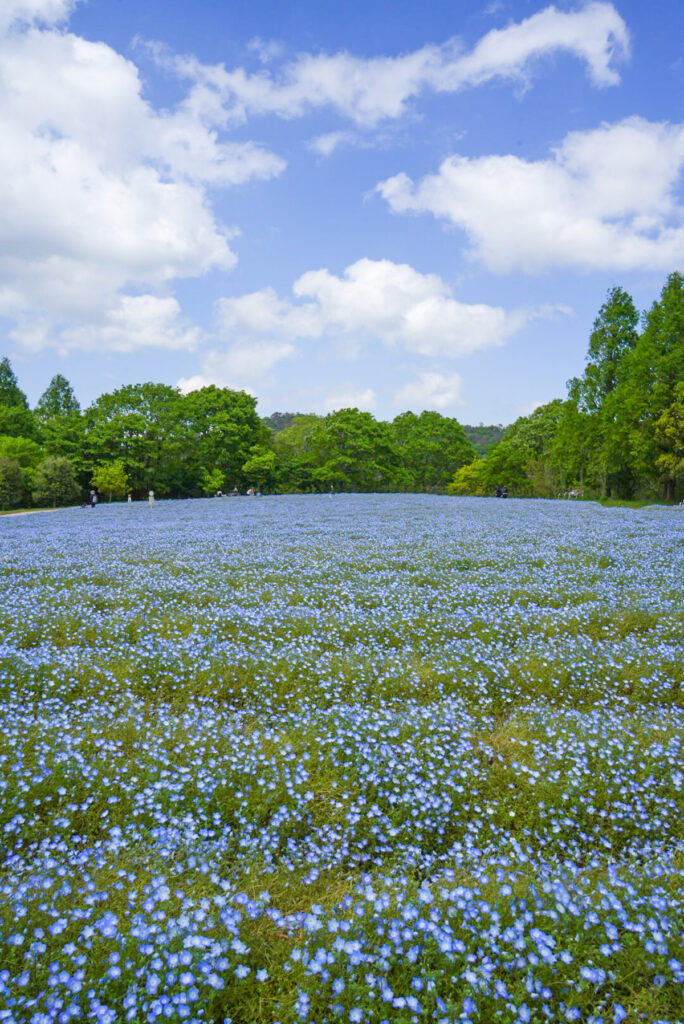 Flower village 花夢の里 ネモフィラ 広島県
