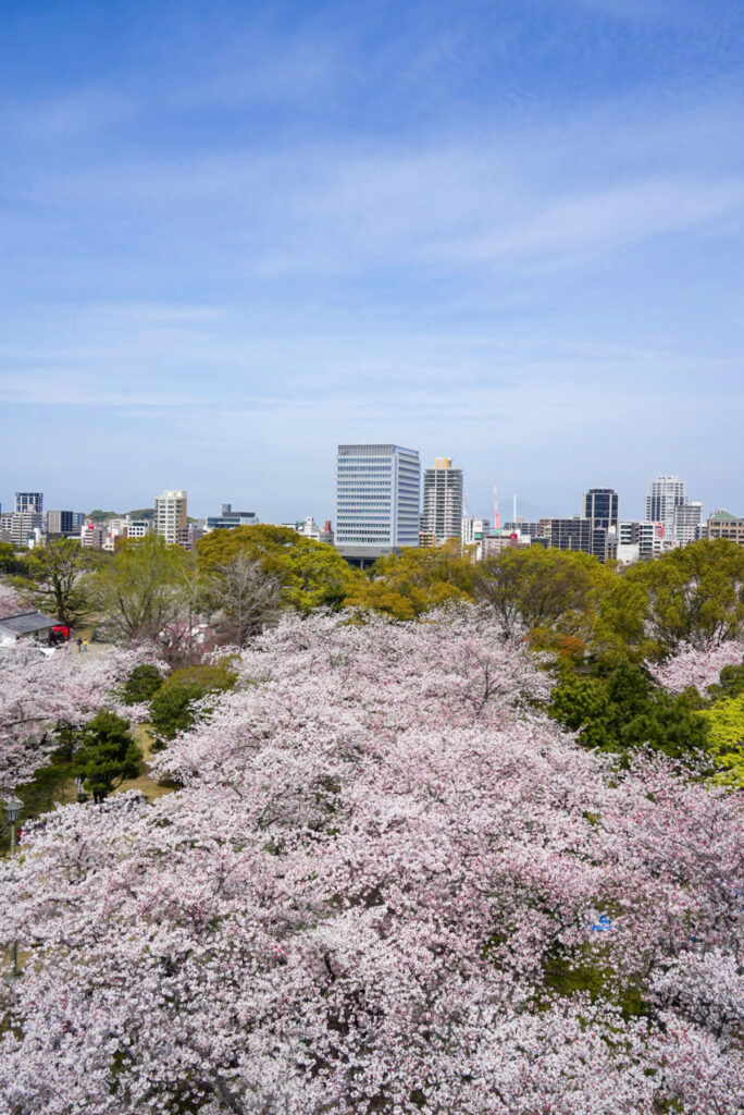 舞鶴公園 桜 福岡県
