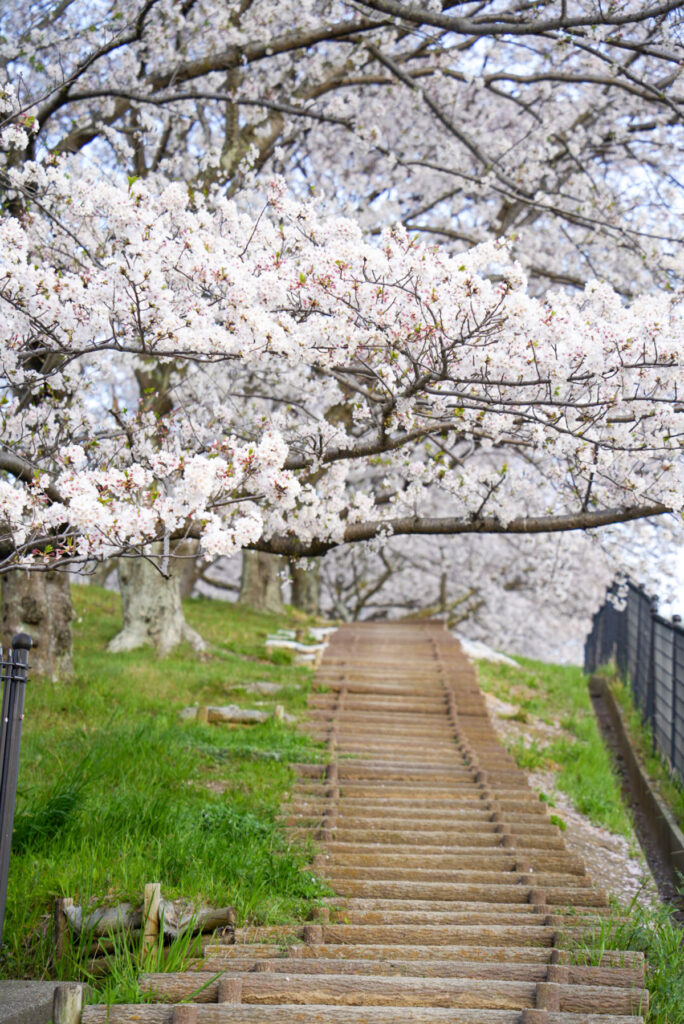 丸亀市飯山総合運動公園 桜 香川県