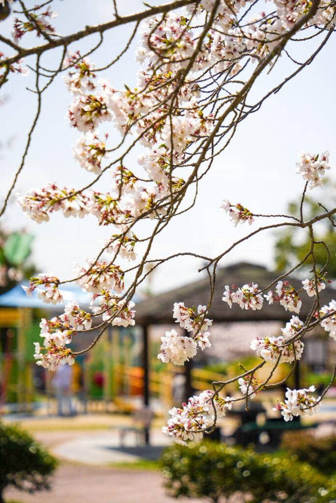 日ノ隈公園 桜 佐賀県