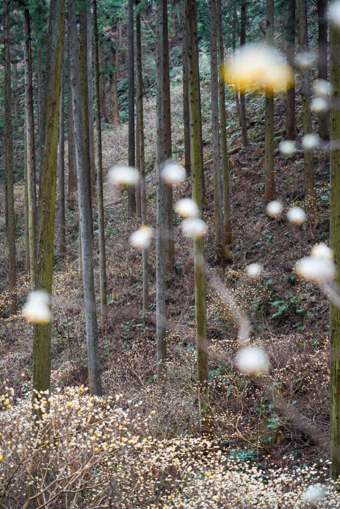 焼森山 ミツマタ群生地 栃木県