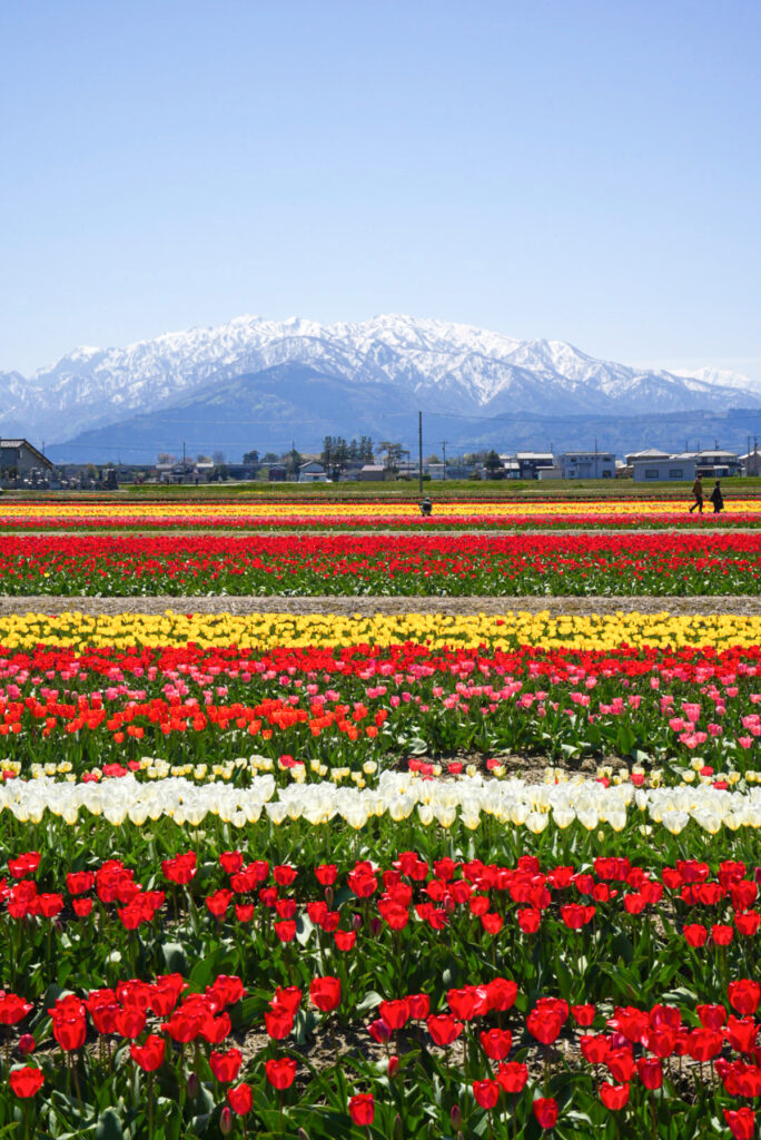 にゅうぜんフラワーロード2026 チューリップ 富山県