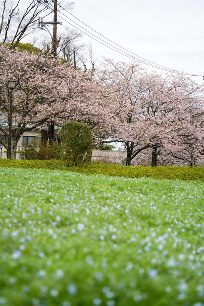 慈眼寺公園 桜 ネモフィラ 鹿児島県
