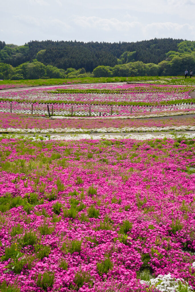 みさと芝桜公園 群馬県