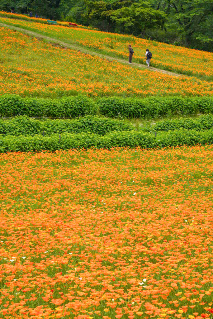 長瀞花の里 埼玉県