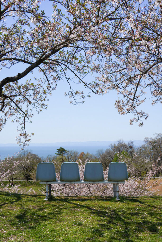 魚津桃山運動公園 桜 富山県