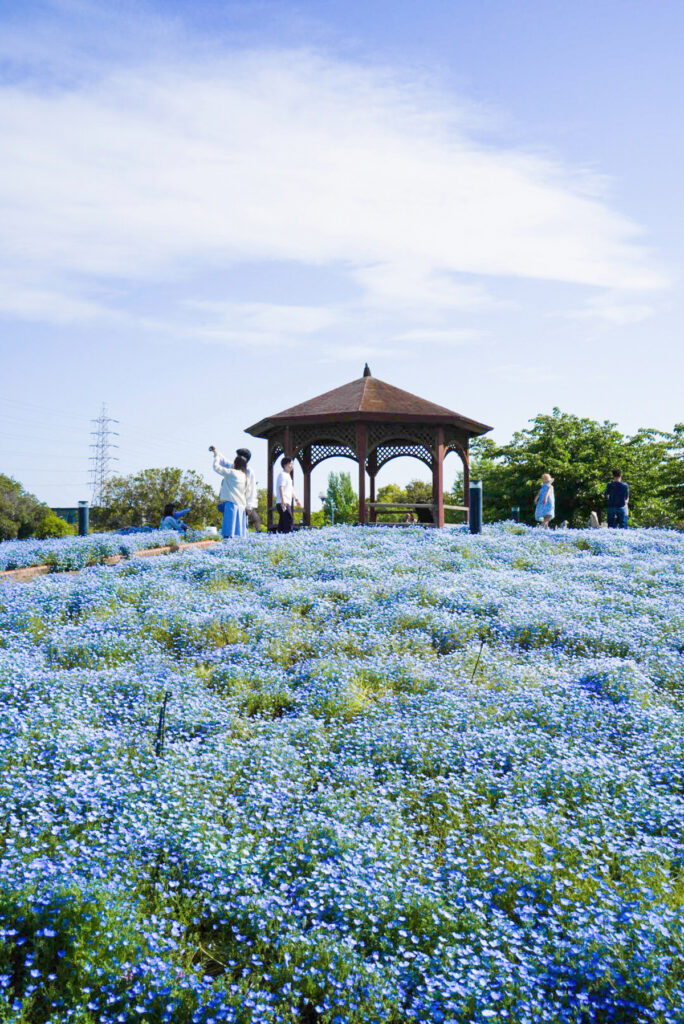 戸田川緑地 ネモフィラ 愛知県
