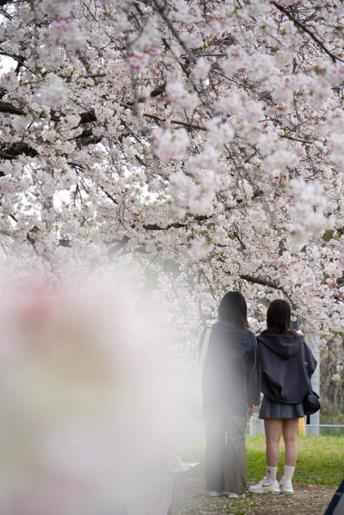 御笠川の桜並木 福岡県
