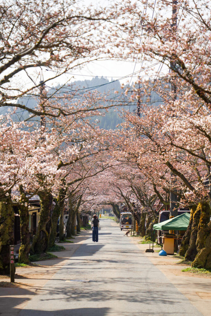 がいせん桜 岡山県