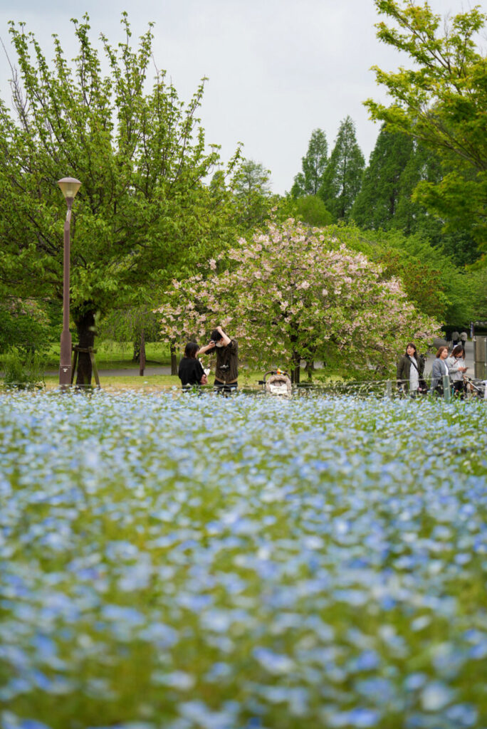舎人公園 ネモフィラ 東京都