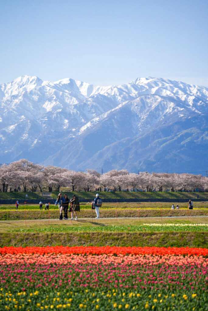 あさひ舟川「春の四重奏」 桜 チューリップ 富山県