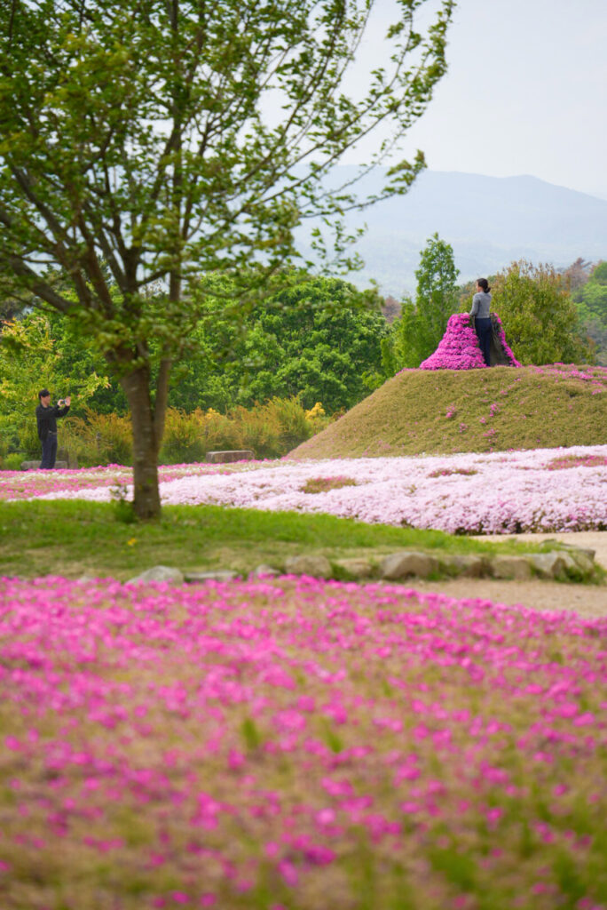Flower village 花夢の里 芝桜 広島県