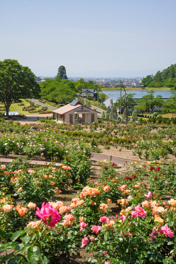 東沢バラ公園 山形県