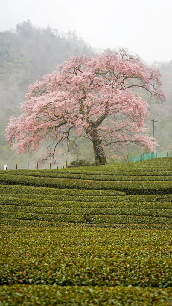 牛代の水目桜 静岡県