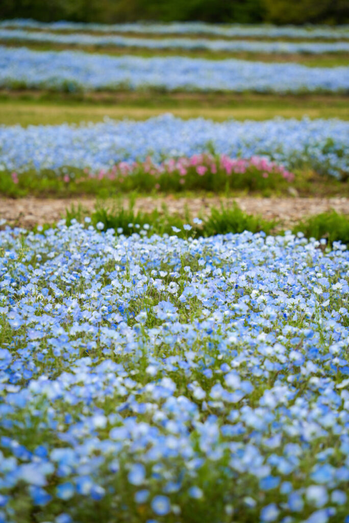 国営アルプスあづみの公園(堀金・穂高地区) ネモフィラ 長野県