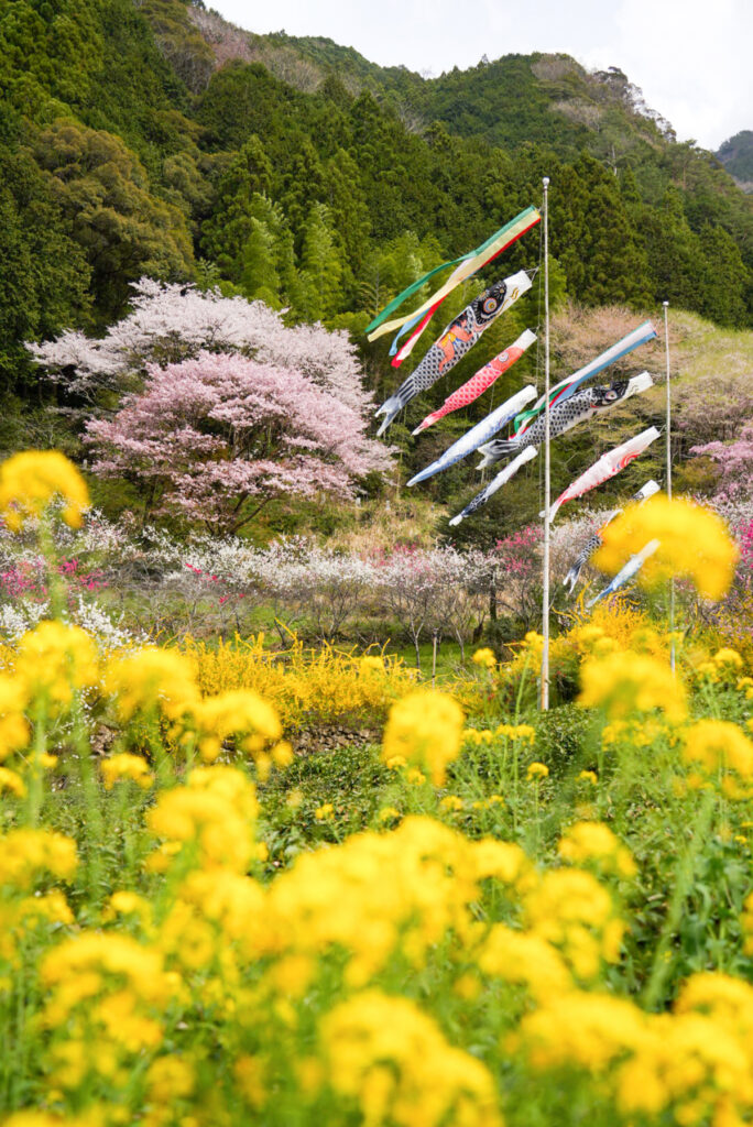 久喜の花桃 高知県