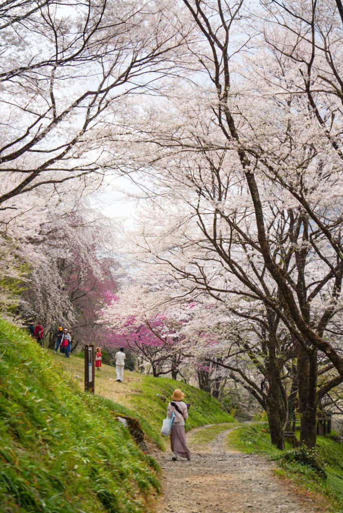 ひょうたん桜公園 桜 高知県