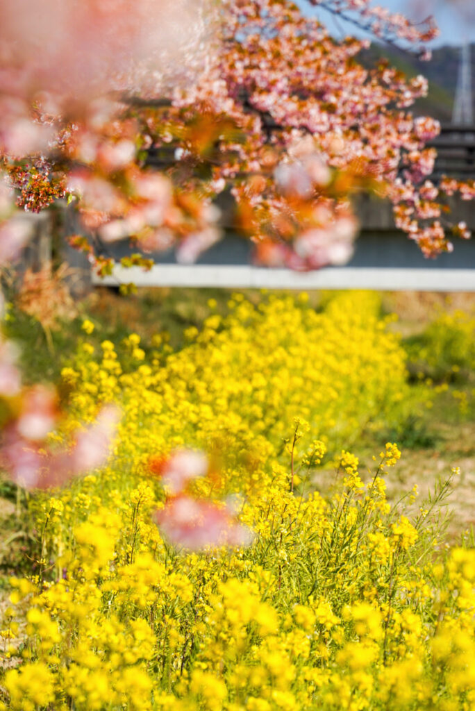 西古瀬川の河津桜並木 愛知県