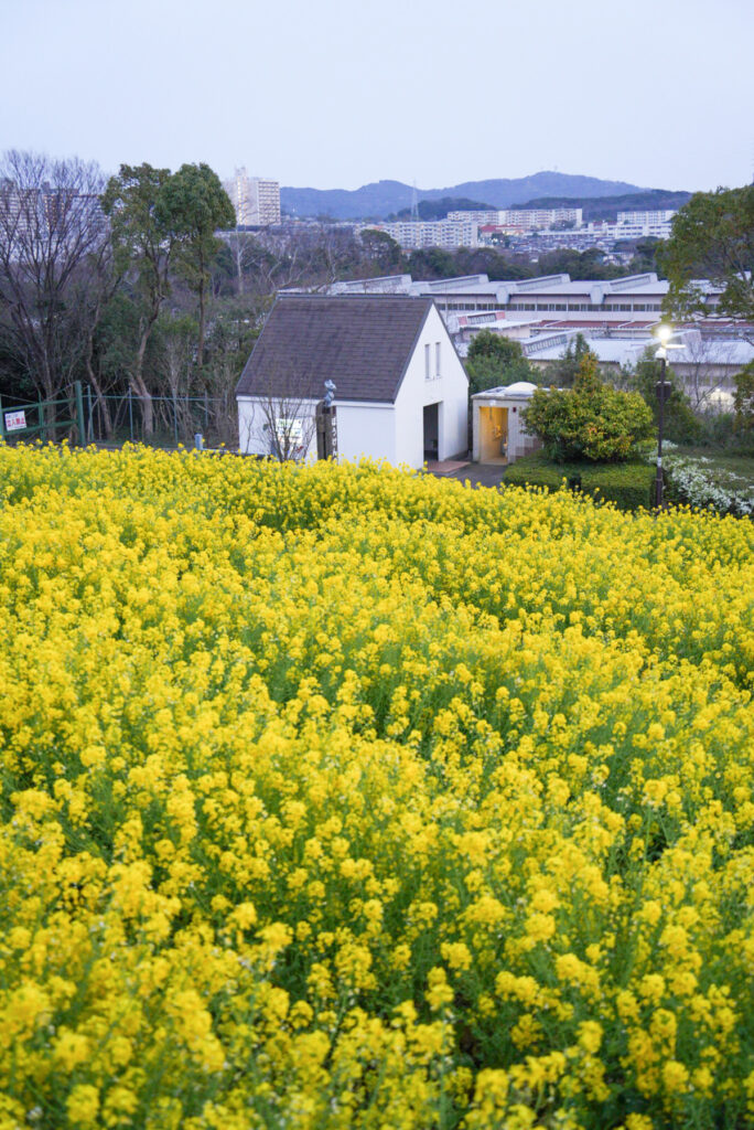 神戸総合運動公園 コスモスの丘 菜の花 兵庫県