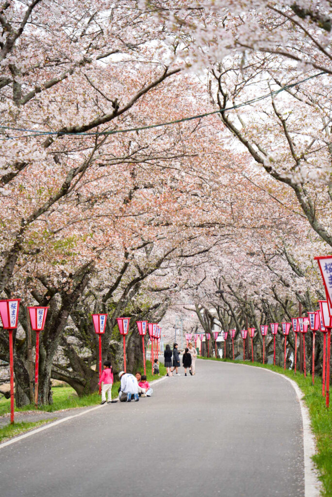 久世のトンネル桜 岡山県