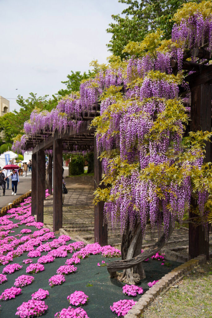 京都市上下水道局 鳥羽水環境保全センター 藤 芝桜 京都府