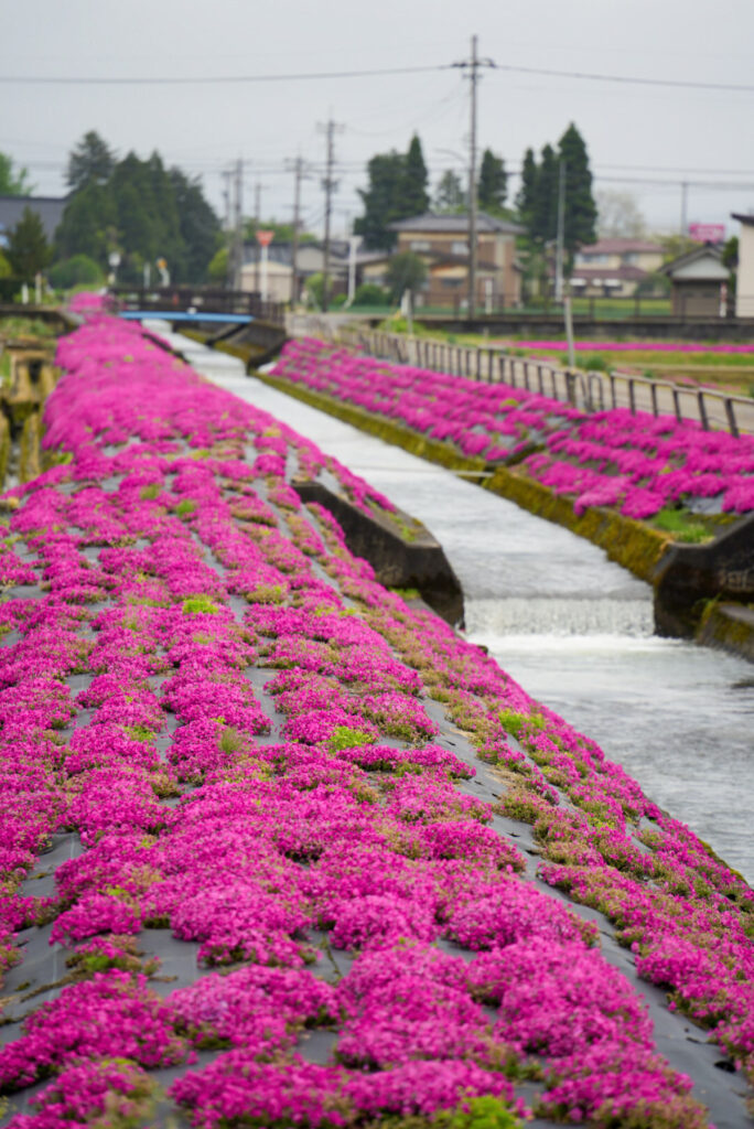 新屋敷芝桜まつり 富山県