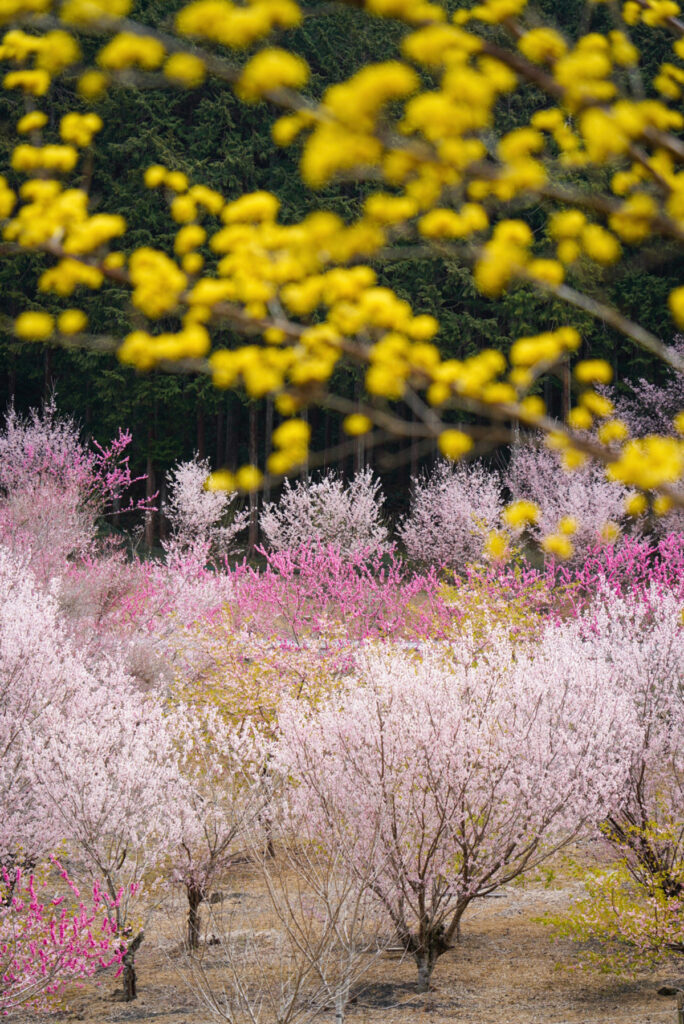 小川町の桃源郷 花桃 埼玉県