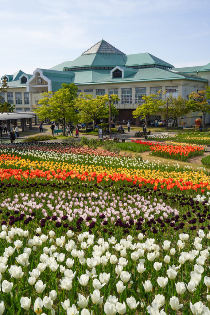 道の駅 新潟ふるさと村 チューリップ 新潟県