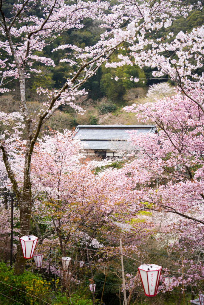 牧野公園 桜 高知県