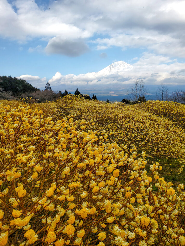 白糸自然公園 ミツマタ 静岡県