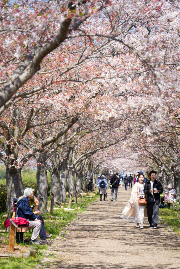 おの桜づつき回廊 桜 兵庫県