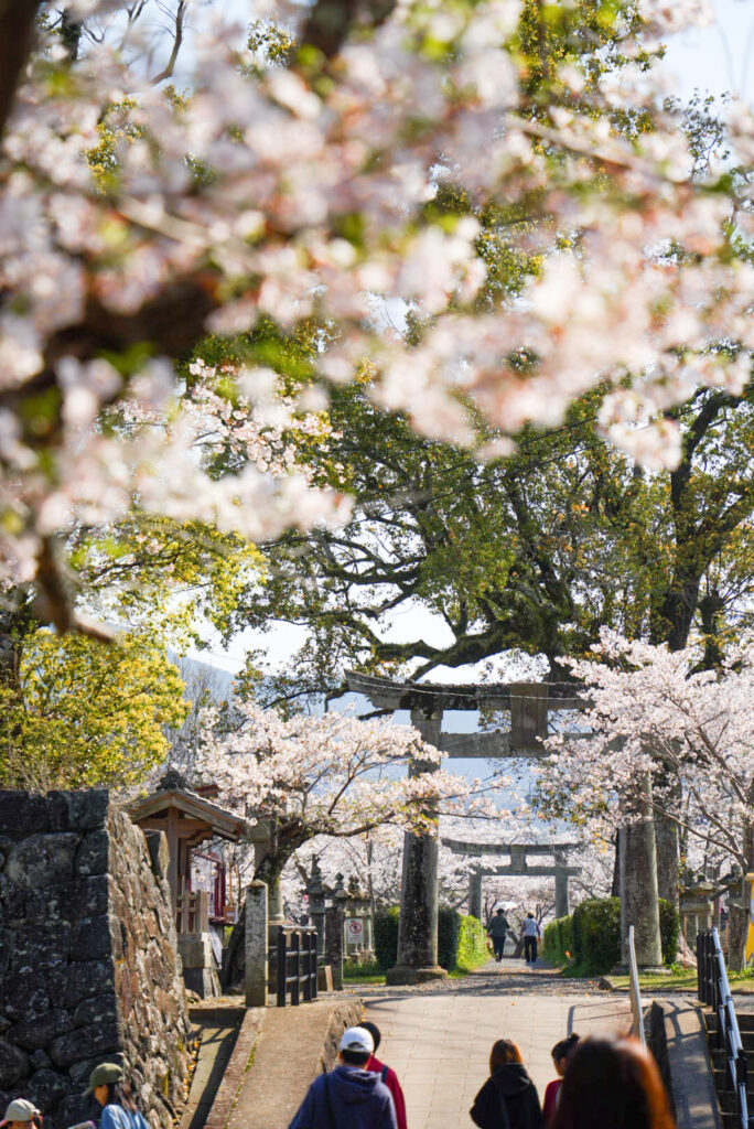 旭ヶ丘公園 桜 佐賀県