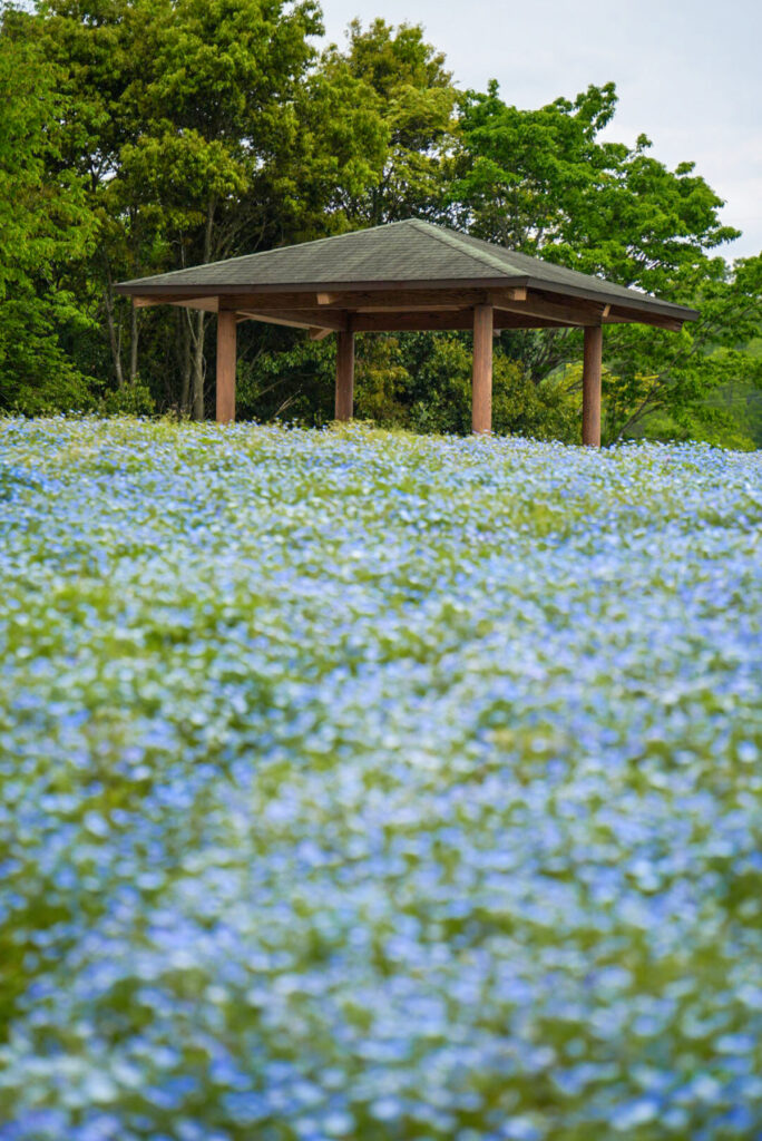 国営 備北丘陵公園 ネモフィラ 広島県