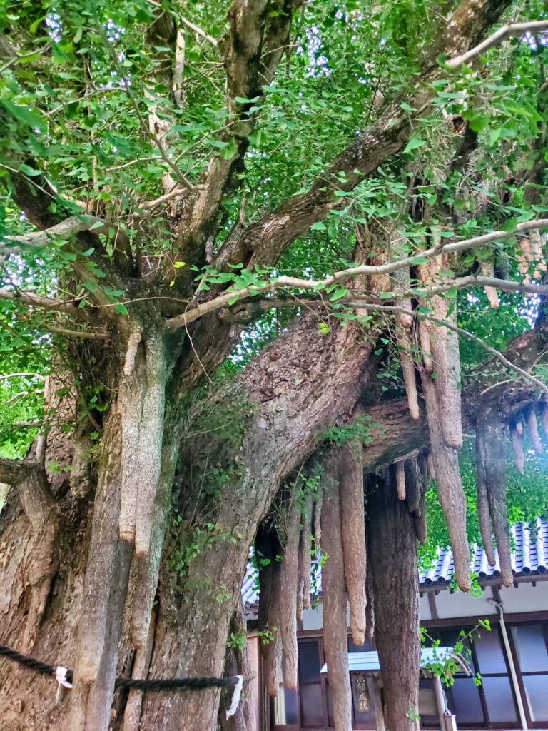 光泉寺の大銀杏 和歌山県