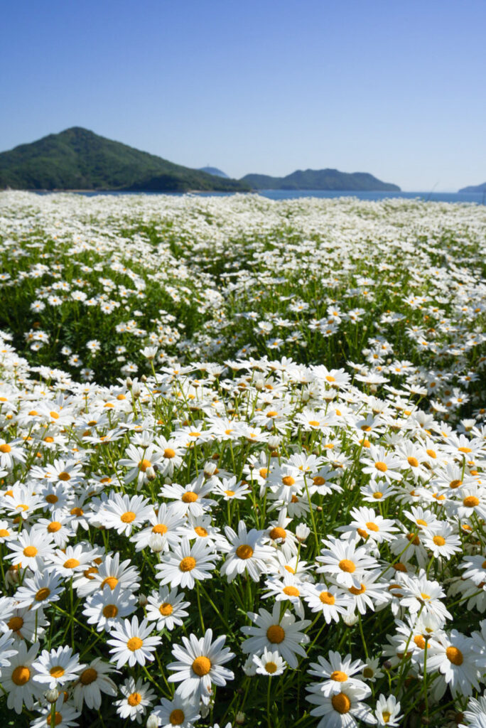 フラワーパーク浦島 香川県