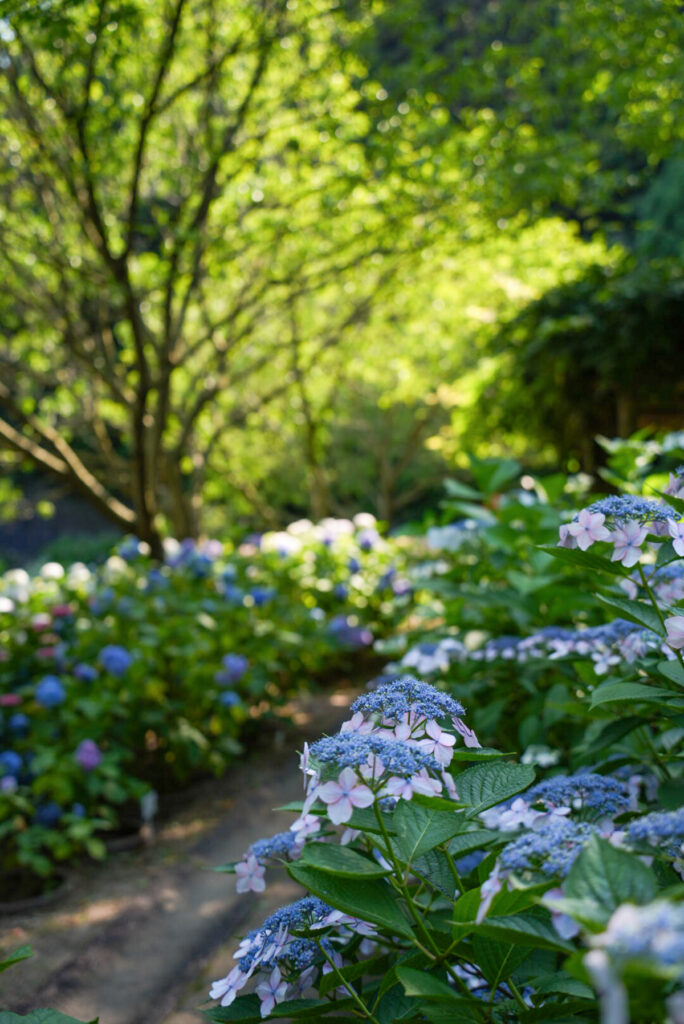 広島市植物公園 あじさい 広島県