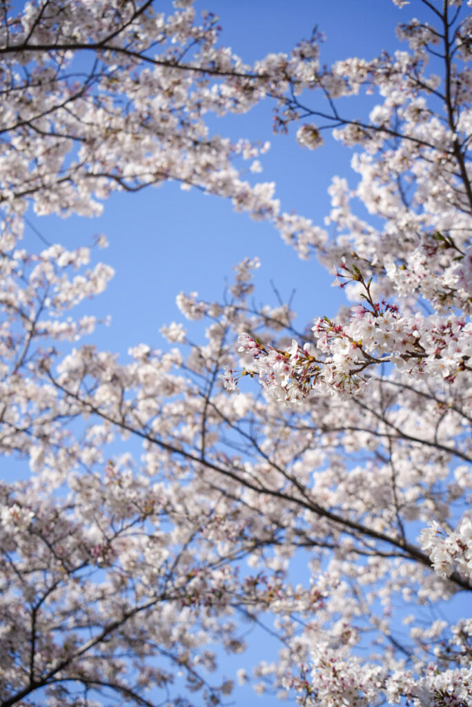 明石公園 桜 兵庫県
