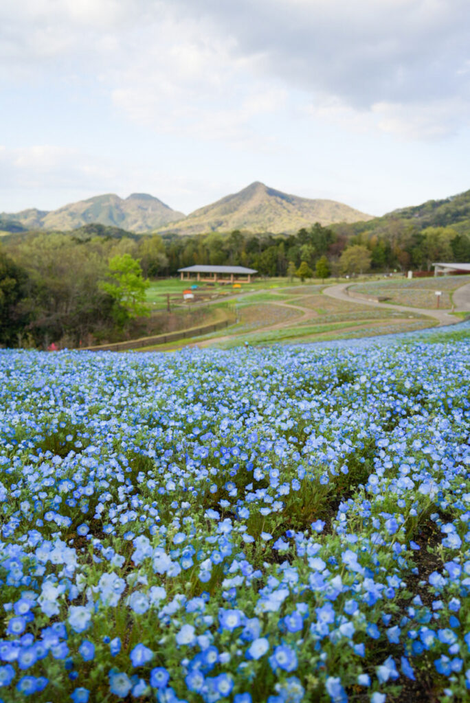 国営讃岐まんのう公園 ネモフィラ 香川県