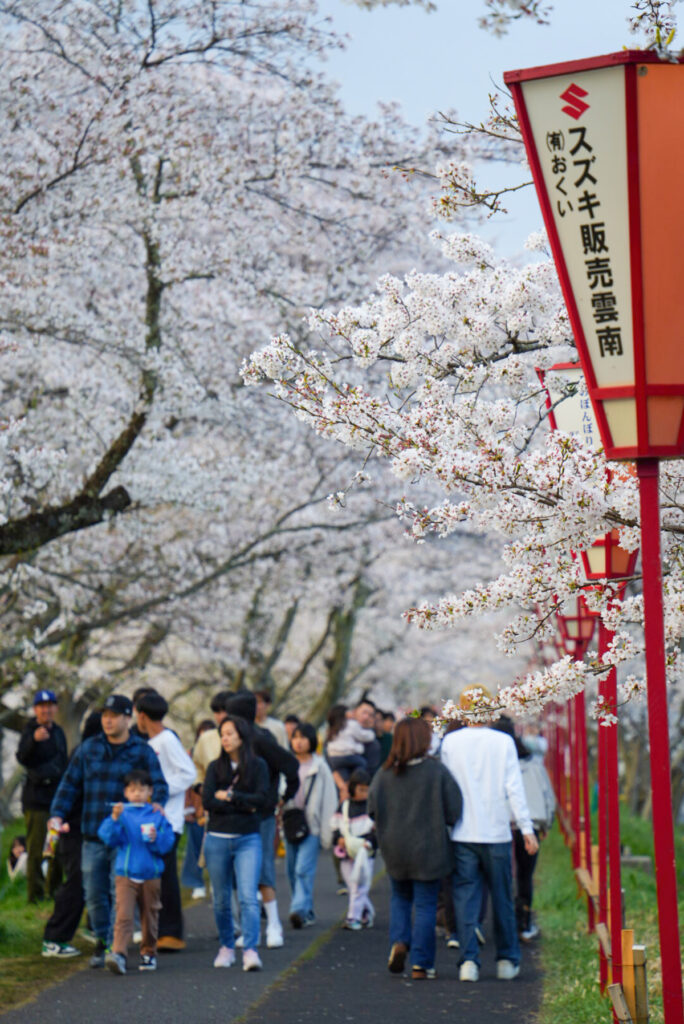 斐伊川堤防桜並木 島根県