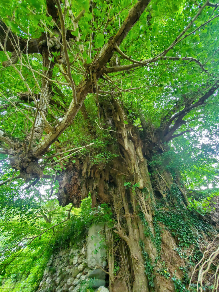 大久保の乳イチョウ 徳島県