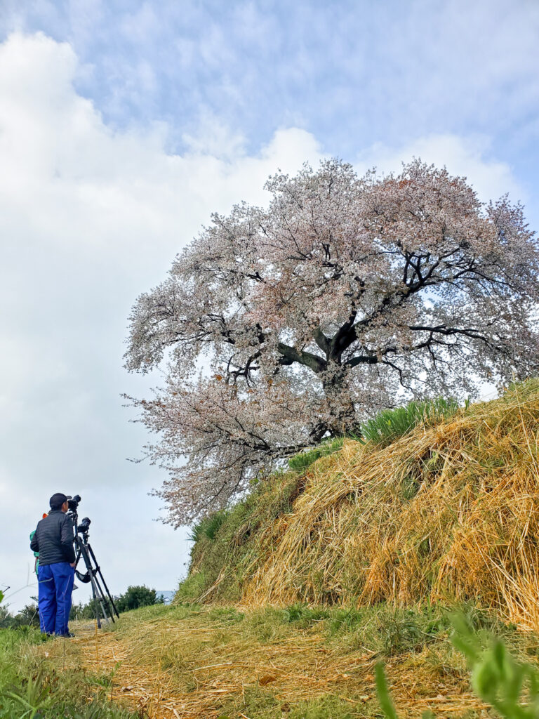 平家一本桜 福岡県
