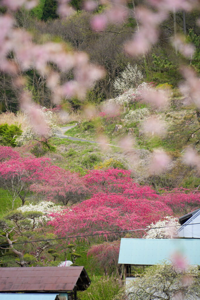 余里の一里 花桃の里 長野県