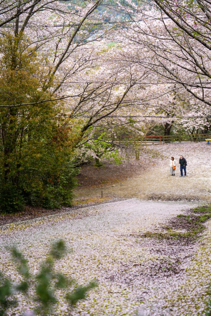 朝日山森林公園 桜 香川県