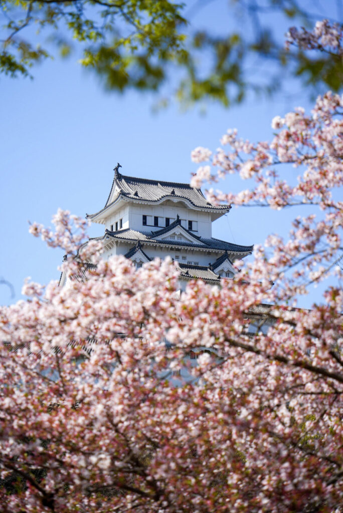 姫路城 桜 兵庫県