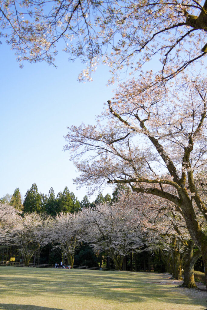 林業試験場樹木公園 桜 石川県
