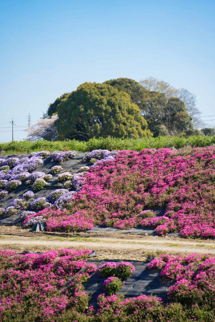 草谷川の芝桜 兵庫県