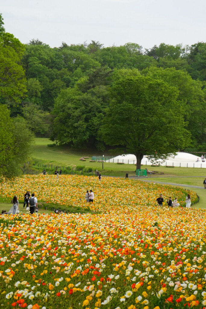 国営武蔵丘陵森林公園 ポピー 埼玉県
