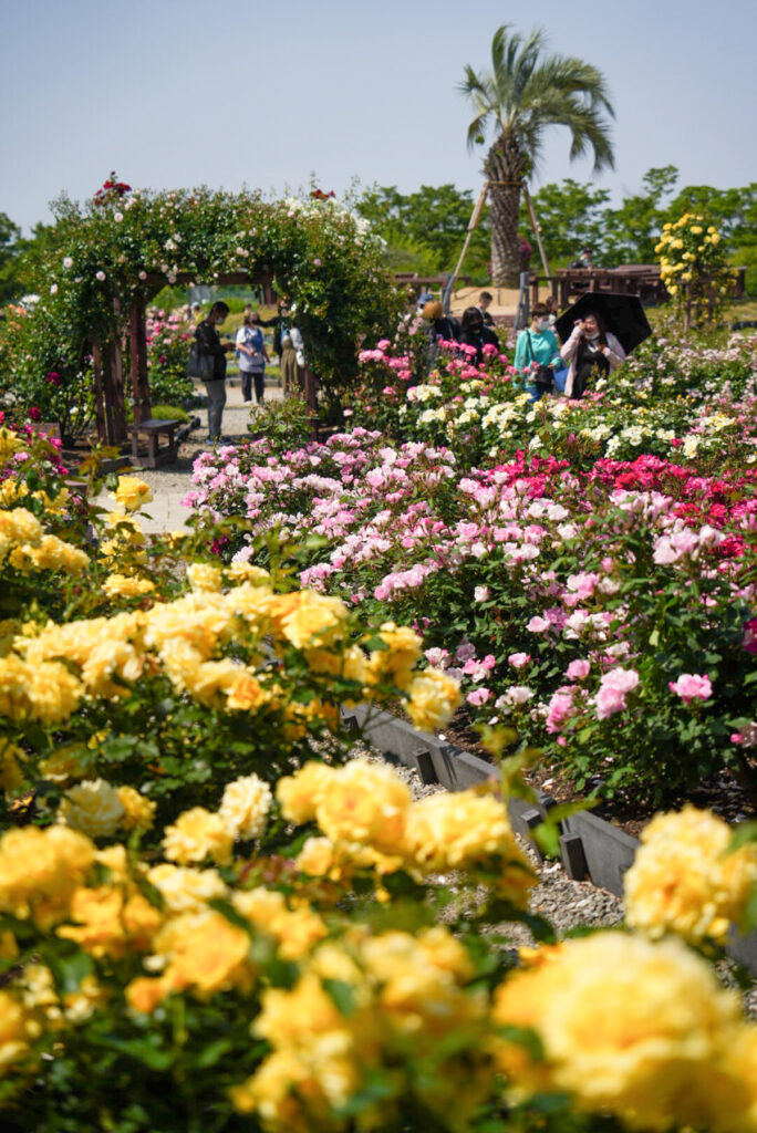 和泉リサイクル環境公園 バラ 大阪府